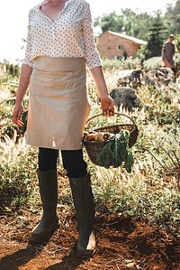 Farmer&#39;s wife collecting vegetables in the garden