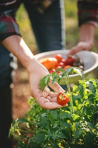 Picking fresh tomatoes