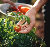 Farmer picking a fresh tomato