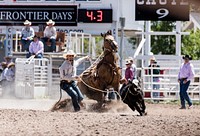 Rodeo action at the Cheyenne Frontier Days celebration in Wyoming's capital city.