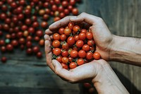 Hand full of fresh organic cherry tomatoes