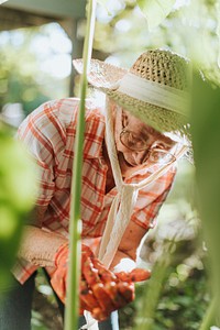 Senior woman tending to the plants in her garden