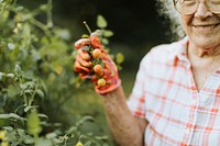 Senior woman picking fresh cherry tomatoes from her garden