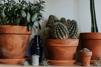 Cacti in brown clay pots