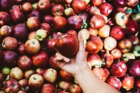 Woman holding a red apple from the orchard