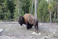 An American bison, also known as a buffalo, strikes a pose in Yellowstone National Park in northwestern Wyoming. Original image from <a href="https://www.rawpixel.com/search/carol%20m.%20highsmith?sort=curated&amp;page=1">Carol M. Highsmith</a>&rsquo;s America, Library of Congress collection. Digitally enhanced by rawpixel.