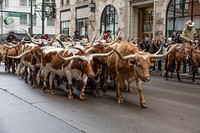 Longhorn cattle attract a crowd at the National Western Stock Show&#39;s kickoff parade in downtown Denver, Colorado. Original image from <a href="https://www.rawpixel.com/search/carol%20m.%20highsmith?sort=curated&amp;page=1">Carol M. Highsmith</a>&rsquo;s America, Library of Congress collection. Digitally enhanced by rawpixel.