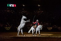 Australian horse trainer Dan James shows off his charges -- and his own equestrian skill -- at the Mexican Rodeo Extravaganza, part of the National Western Stock Show festivities in Denver, Colorado.