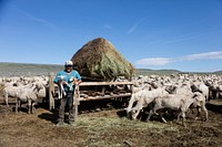 Peruvian sheepherder Pepe Cruz tends to the flock at the Ladder Livestock Ranch, which is based literally across the highway from Colorado in Carbon County, Wyoming.