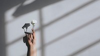 Woman holding a white carnation against a white wall