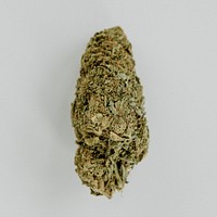 Weed isolated on a blank background