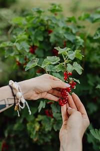 Woman picking wild red berries from the bush