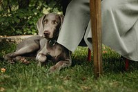 Cute Weimaraner dog lying on grass under a wooden table