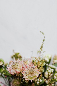 Bouquet of white protea on white background