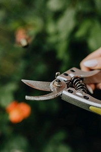 Closeup of a garden scissors