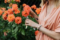 Woman cutting an orange rose from the bush