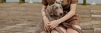 Cute Weimaraner dog sitting on owner's laps