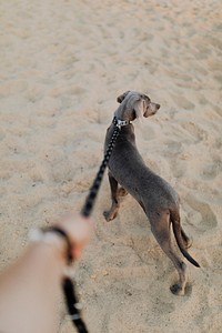 Rearview of a Weimaraner dog walking on a sand