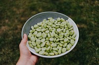 Bowl of freshly picked Fava beans