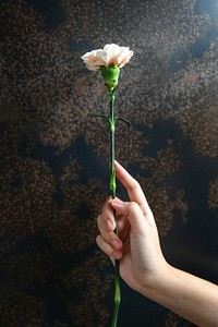 Woman holding a single flower on a black background