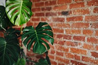 Monstera plant with a brick wall