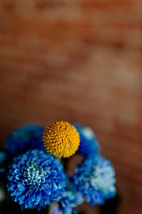 Closeup of blue chrysanthemum flowers with a Craspedia yellow ball