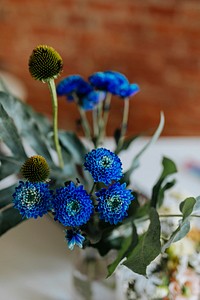 Closeup of blue chrysanthemums in a vase