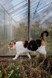 Domestic cat walking near an old glasshouse