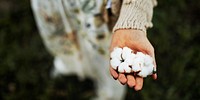 Cotton flowers on a woman's hand