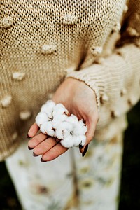 Cotton flowers on a woman&#39;s hand