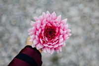 Woman holding a pink chrysanthemum dendranthema