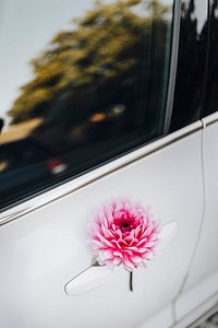 Closeup of pink chrysanthemum dendranthema on a car door handle