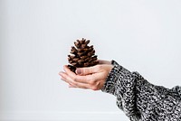 Woman holding a conifer cone on her hands