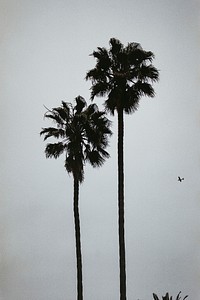 Two tall palm trees silhouette