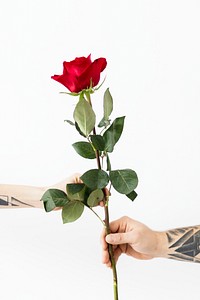 Man giving a rose to his lover on a Valentines day 