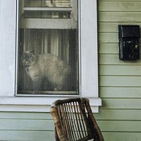 Cat chilling on a window sill during the coronavirus lockdown