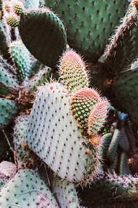 Beautiful background with prickly pear cactus botanical photography