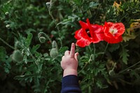 Kid’s hand pointing at poppy flowers