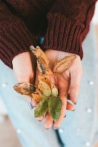 Woman holding crisp leaves during fall season 