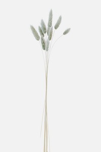 Hare&#39;s-tail grass mockup on a white background 