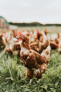 Flock of hens at a farm