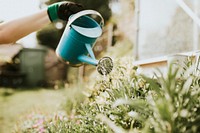 Woman watering the plant in a garden