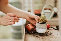 Woman gardener planting succulent in plant pot