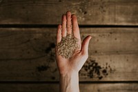 Plant seeds in a palm flatlay