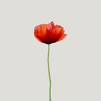 Single red poppy flower on white design element