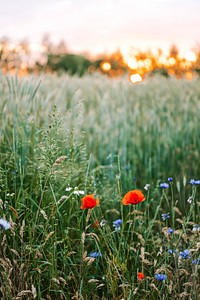 Sunset over a field of wild flowers in the summertime