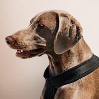 Cute Weimaraner dog portrait on beige background