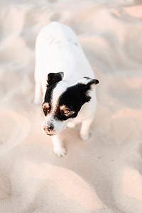 Little Jack Russell terrier dog enjoying the sun at the beach