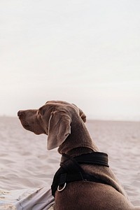 Wemaraner dog relaxing at the beach in the evening sun