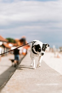 Dog out for a walk by the beach